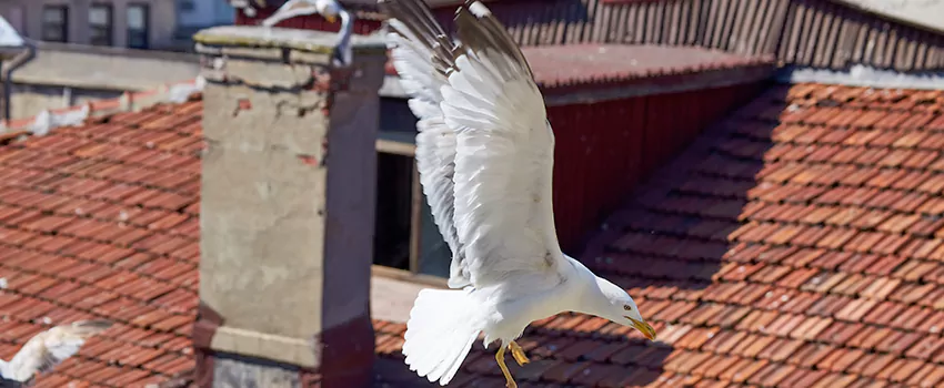 Residential Chimney Animal Removal Solution in Terrell, TX