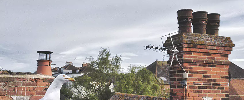 Chimney Cleaning And Restoration in Terrell, Texas